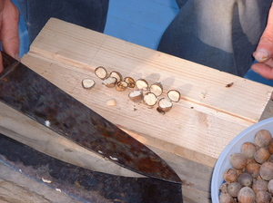 acorn insides.jpg
